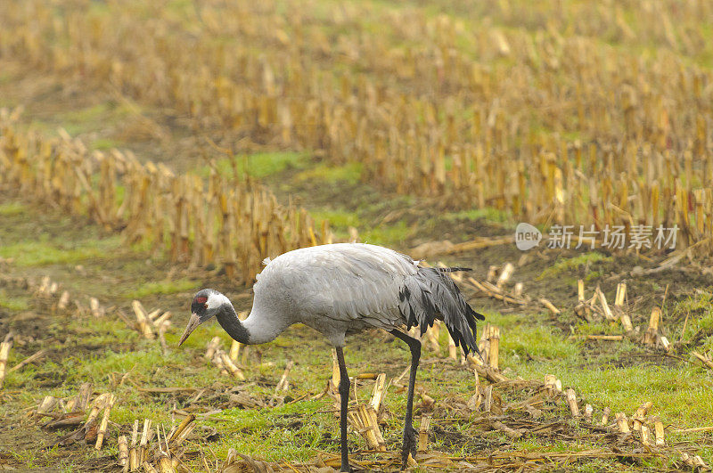 在迁徙季节的普通鹤(Grus Grus)